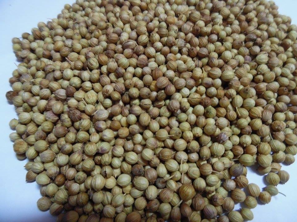 Coriander