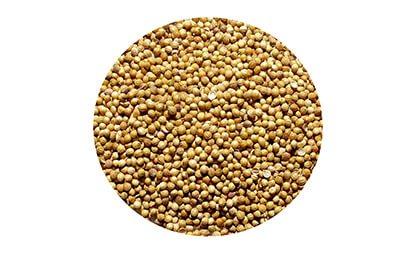 Coriander